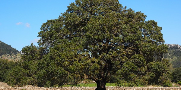 Aceite esencial de alcanfor