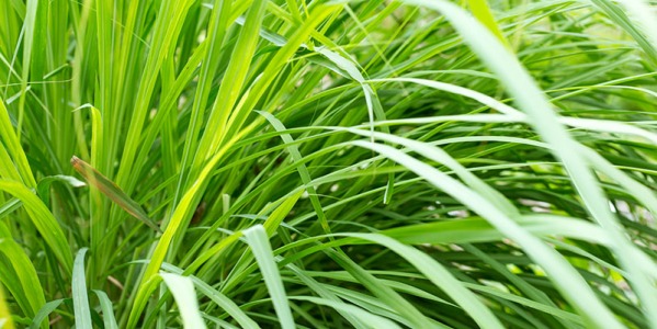 Citronela, un repelente natural de insectos