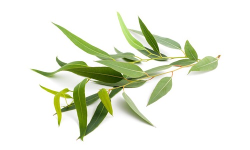 Aceite esencial de eucalipto, un gran descongestionante nasal