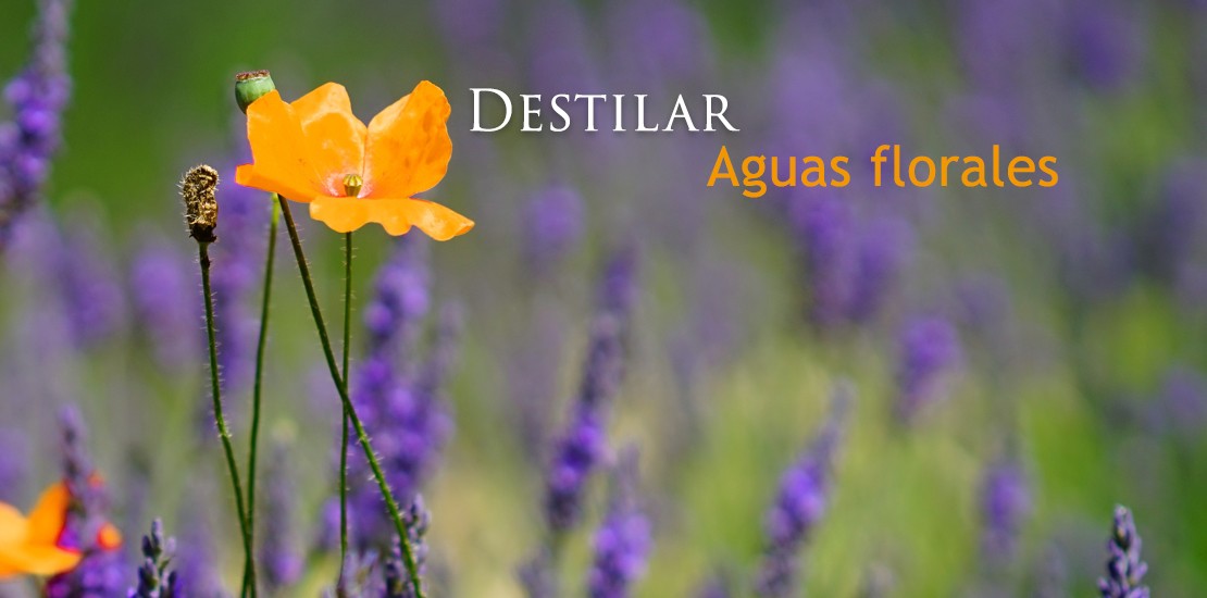 Destilar Aguas Florales